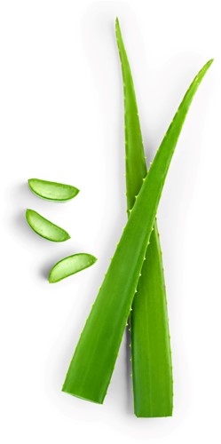 ALOE VERA VERS PER KG