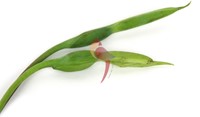 BANDROEJA SURINAAMSE PER KG-2