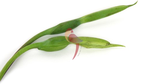 BANDROEJA SURINAAMSE PER KG-2
