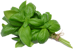 BASILICUM PER BOS 50GR