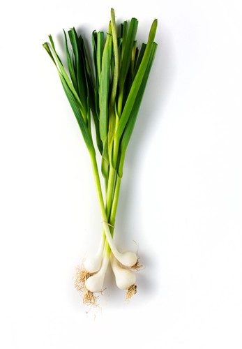 BOSUIEN VERS PER BOS