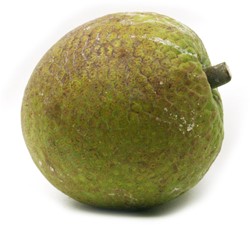 BROODVRUCHT VERS PER KG