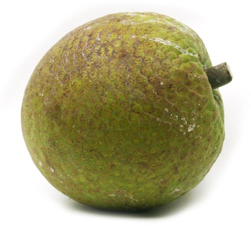 BROODVRUCHT VERS PER KG