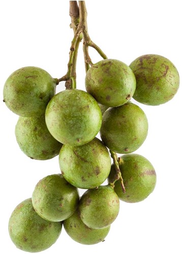 KNIPPA SURINAAMS PER KG