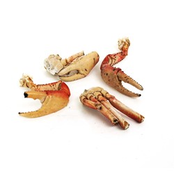 KRAB/CRAB OCEAN DELIGHT SURINAAMS DIEPVRIES 1KG PER PAK