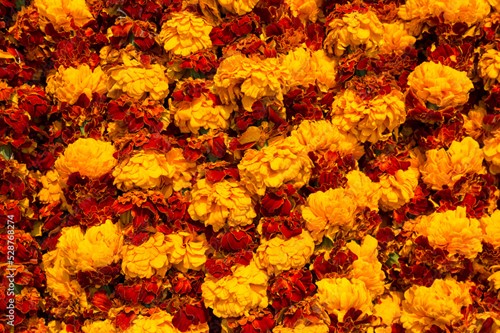 MARIGOLD FLOWER RED & YELLOW MIX INDIA PER KG