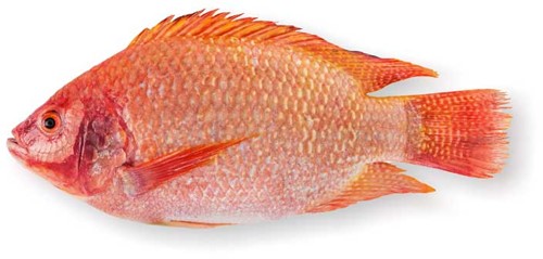 TILAPIA RED (BLAUWE DOOS) G&S 700-900GR 4KG 