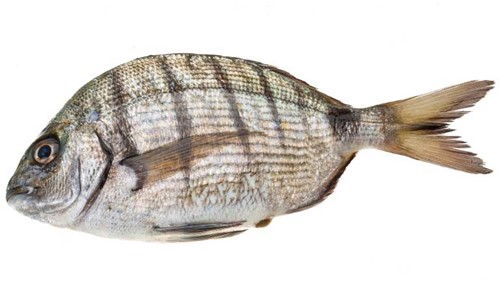 TILAPIA ZWART G&S 500/800G 4KG PER DOOS 